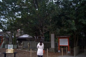 熊野速玉大社のナギの木