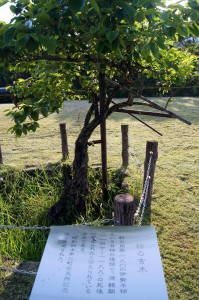 樹齢800年の柿の古木（ふだらく霊園）