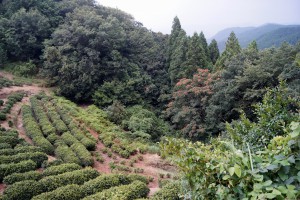 熊野古道伏拝王子近くの茶畑