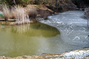 女人道脇の池、凍ってる