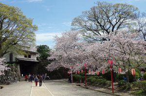和歌山城の岡口門（重文）と桜