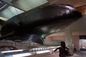 巨大鯨展示（町立くじらの博物館）