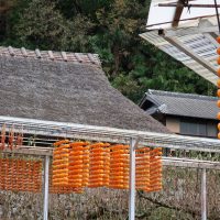 茅葺屋根と串柿