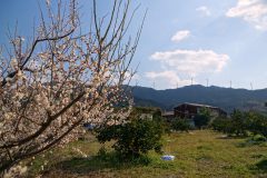 紀美野から有田・広川、冬を楽しみ春を探す旅