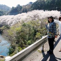 修理川沿いの桜の絶景
