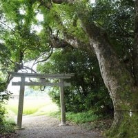 田中神社の森