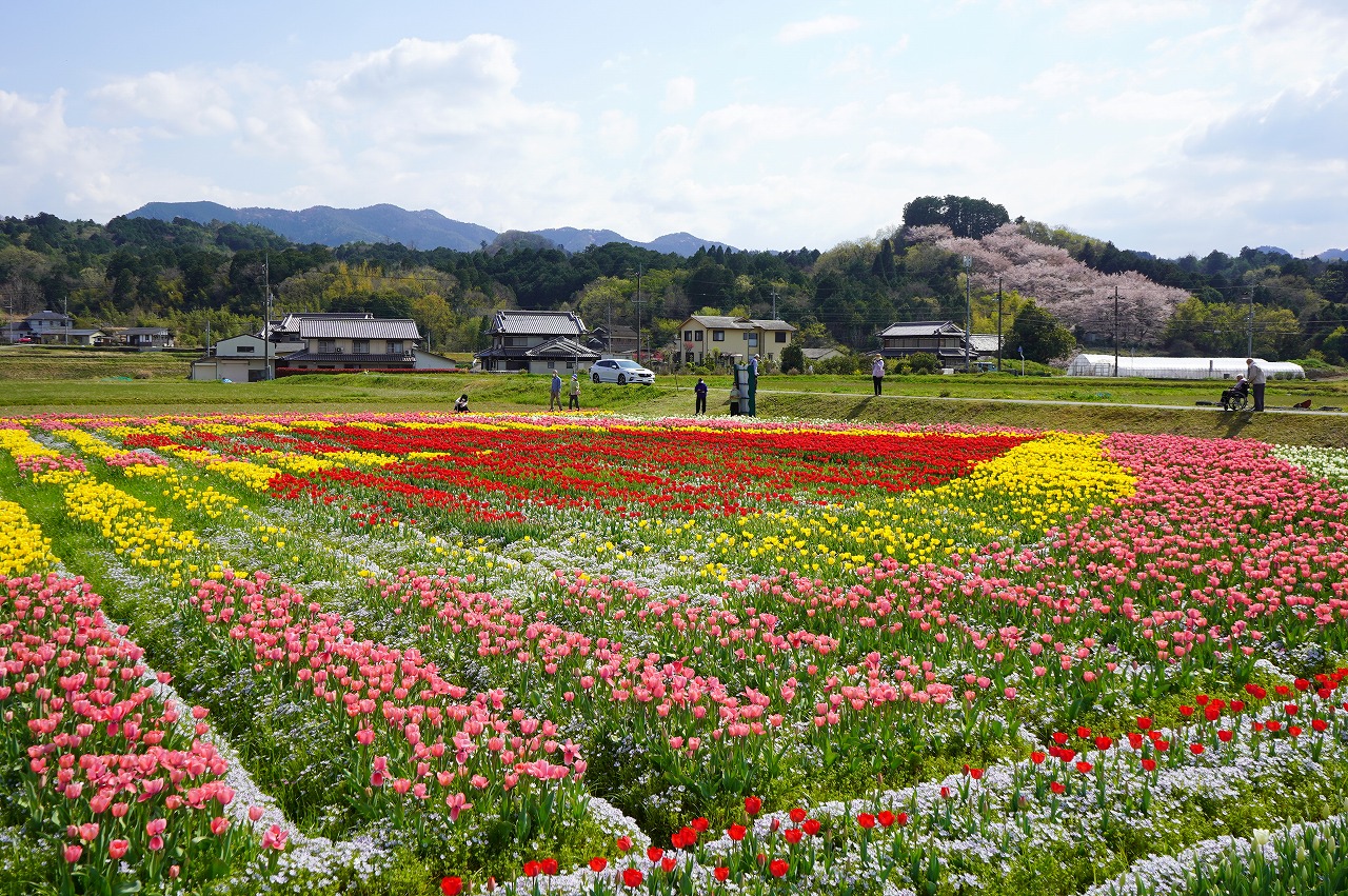 和歌山から橋本、春の花をめぐる旅