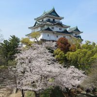 桜満開の和歌山城天守閣
