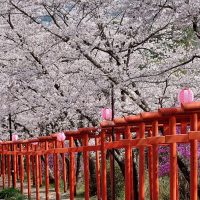 丸高稲荷神社の桜満開