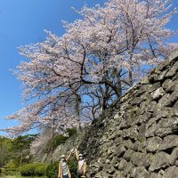 石垣と桜と