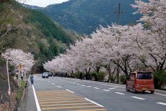 橋本から和歌山、花をめぐる春旅