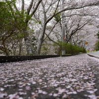 桜並木と花びらの道