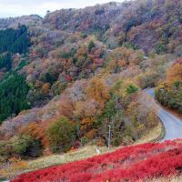 護摩壇山の紅葉