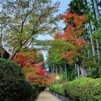 高野山、蛇腹道の紅葉