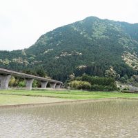 国道168号日足道路と水田