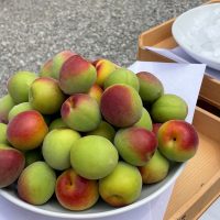 収穫されたばかりの南高梅