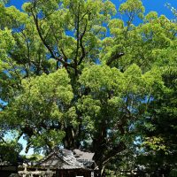 神木の千年楠