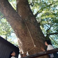 神木の千年楠