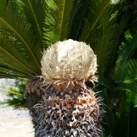 ソテツの雌花