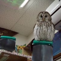 3代目フクロウのゆきちゃん